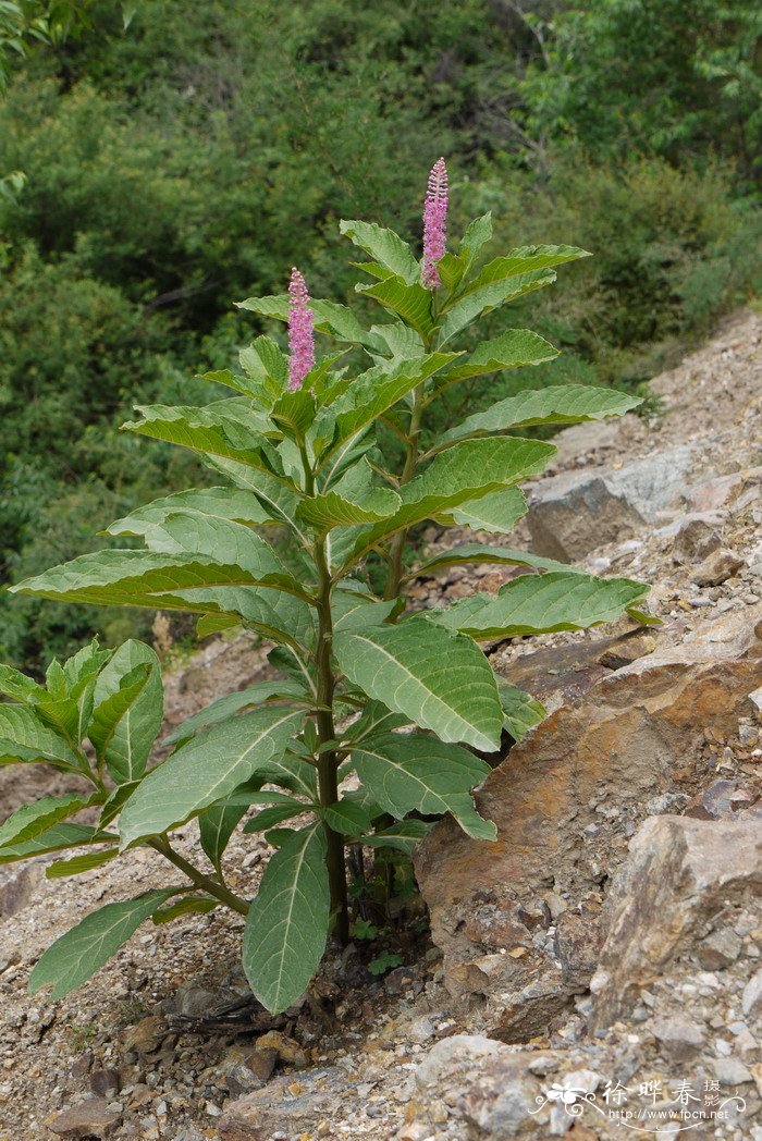 昙花的功效