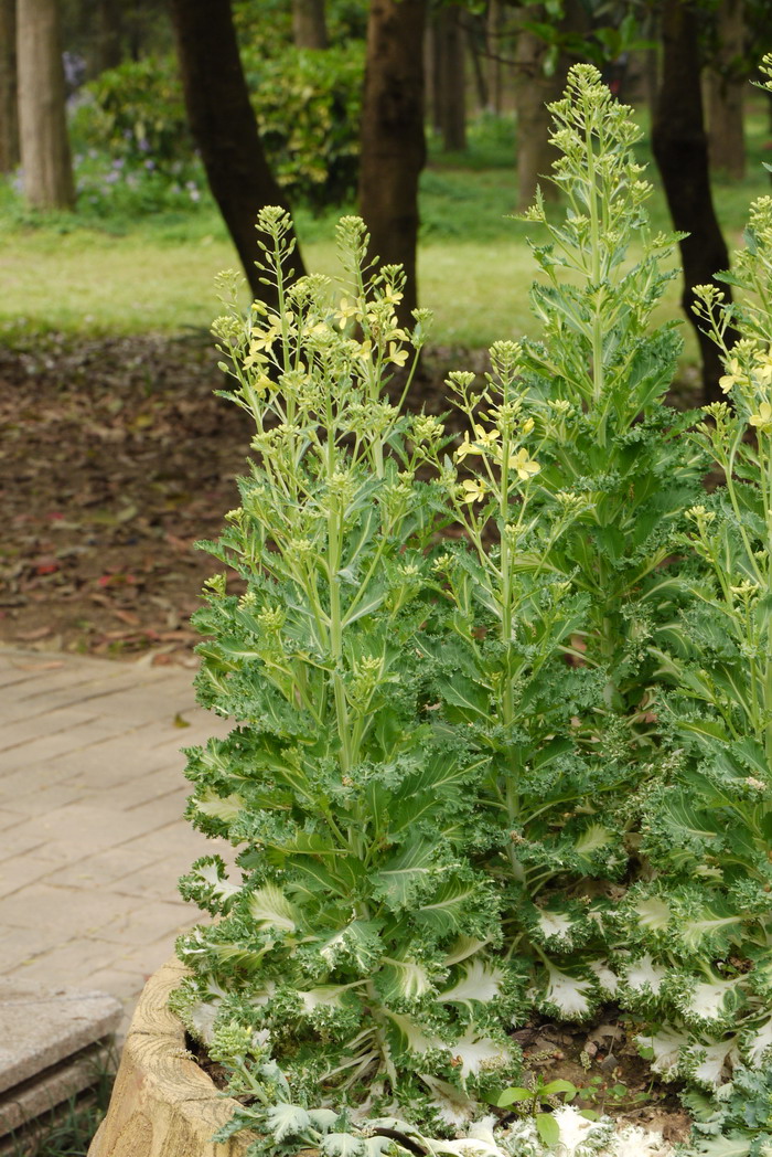 brassica juncea