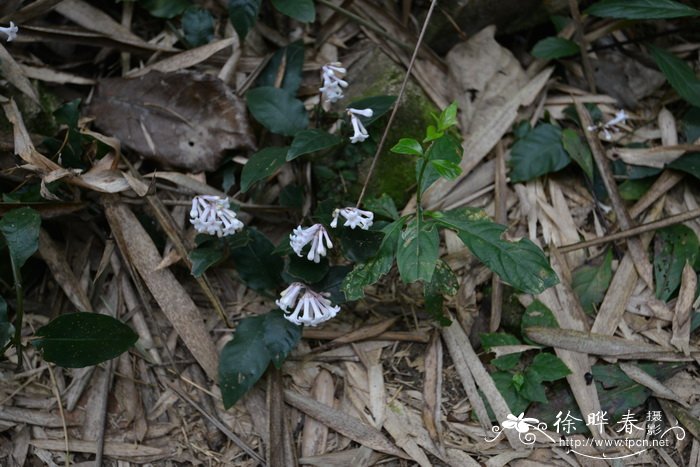 菊花寓意