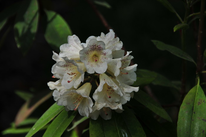 给花浇水什么时间最好