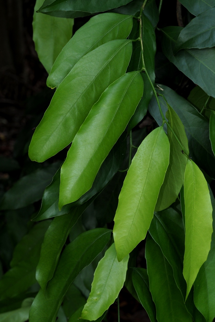 茶花有花苞不开花怎么回事