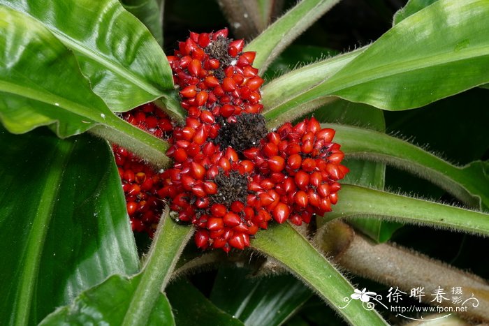 芒果是什么季节的水果