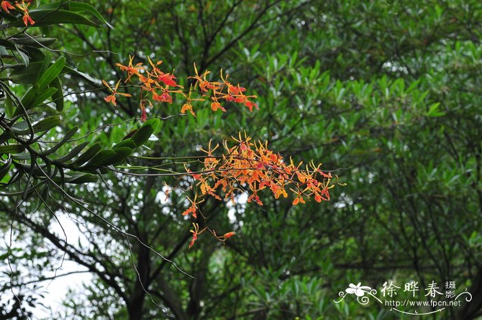 五月开什么花