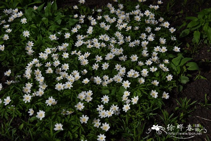 一帆风顺花怎么养土培