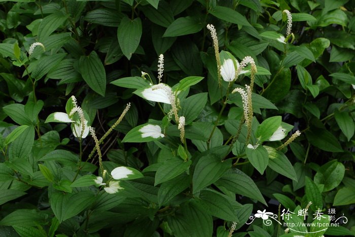 香菜种植方法和时间