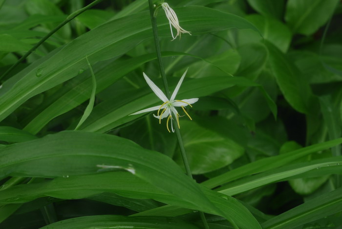 桂味 荔枝