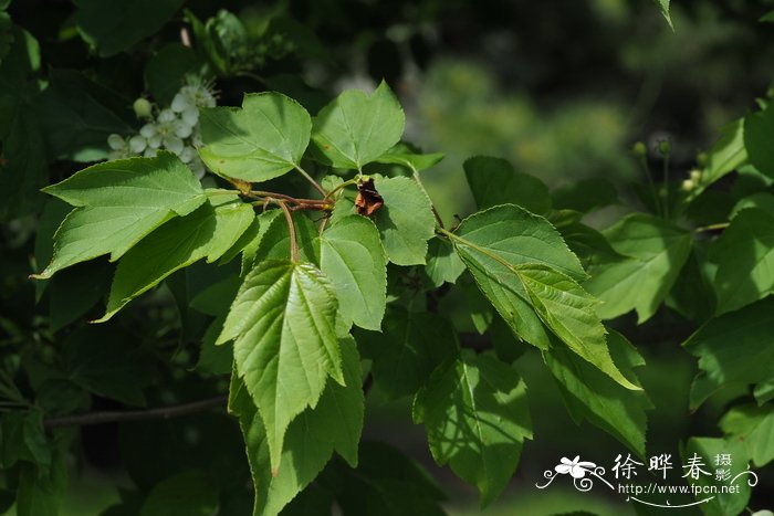 占地苹果苗