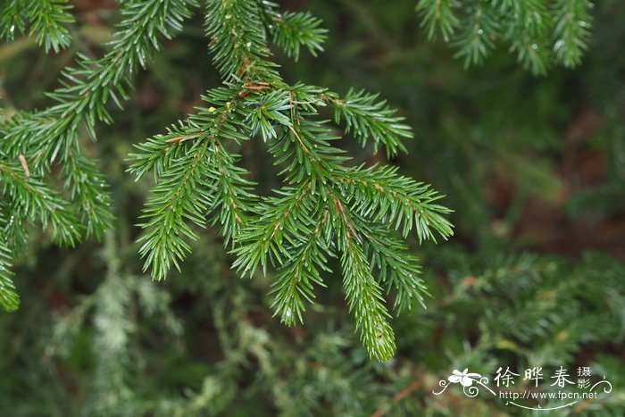 桂花苗