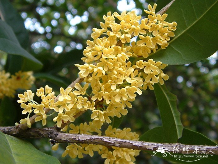 自制水泥花盆