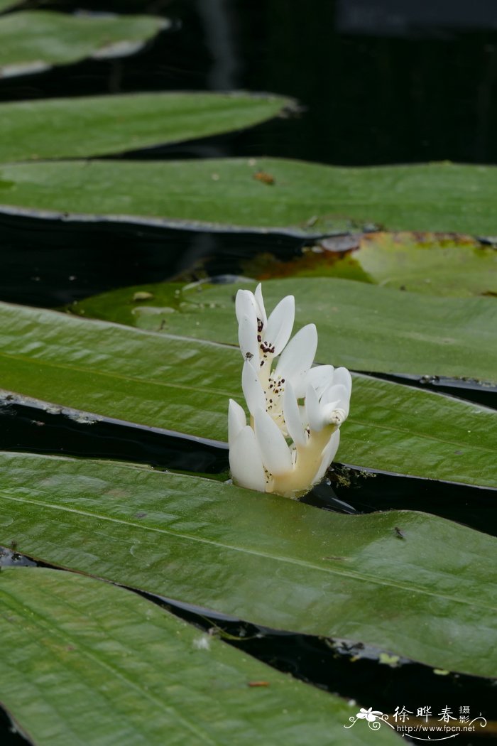 生长调节剂