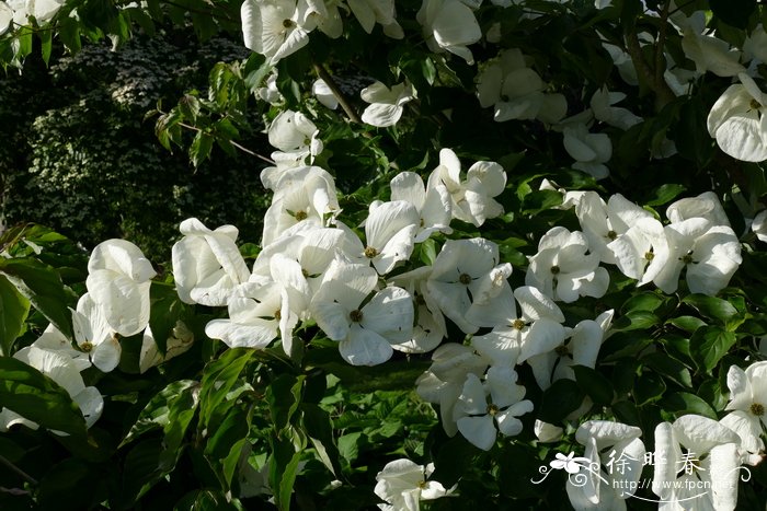 香槟玫瑰花