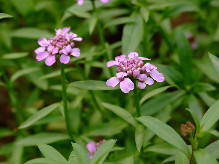 花椒价格