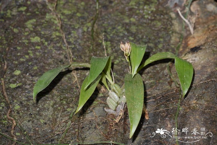 花椰菜是什么