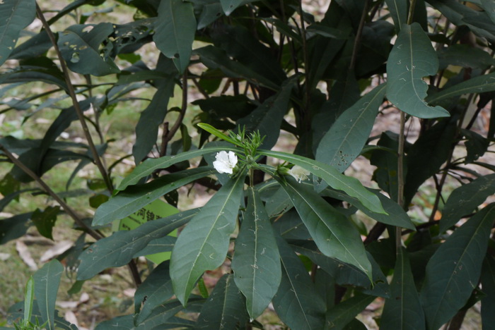 芍药花的栽培和繁殖方法