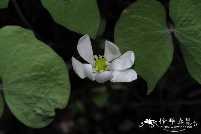 玫瑰花茶和什么搭配好