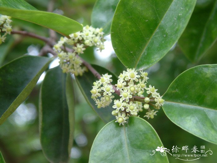 芦荟怎么养才能更旺盛