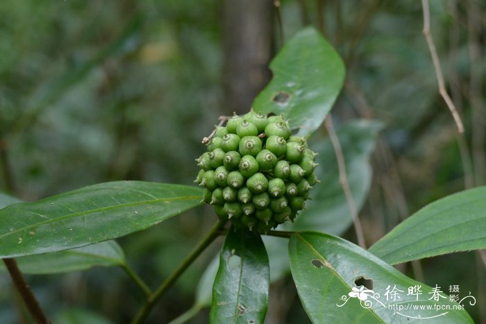 百合花的其他