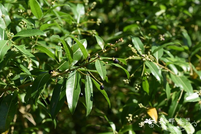 现在桂花树价格