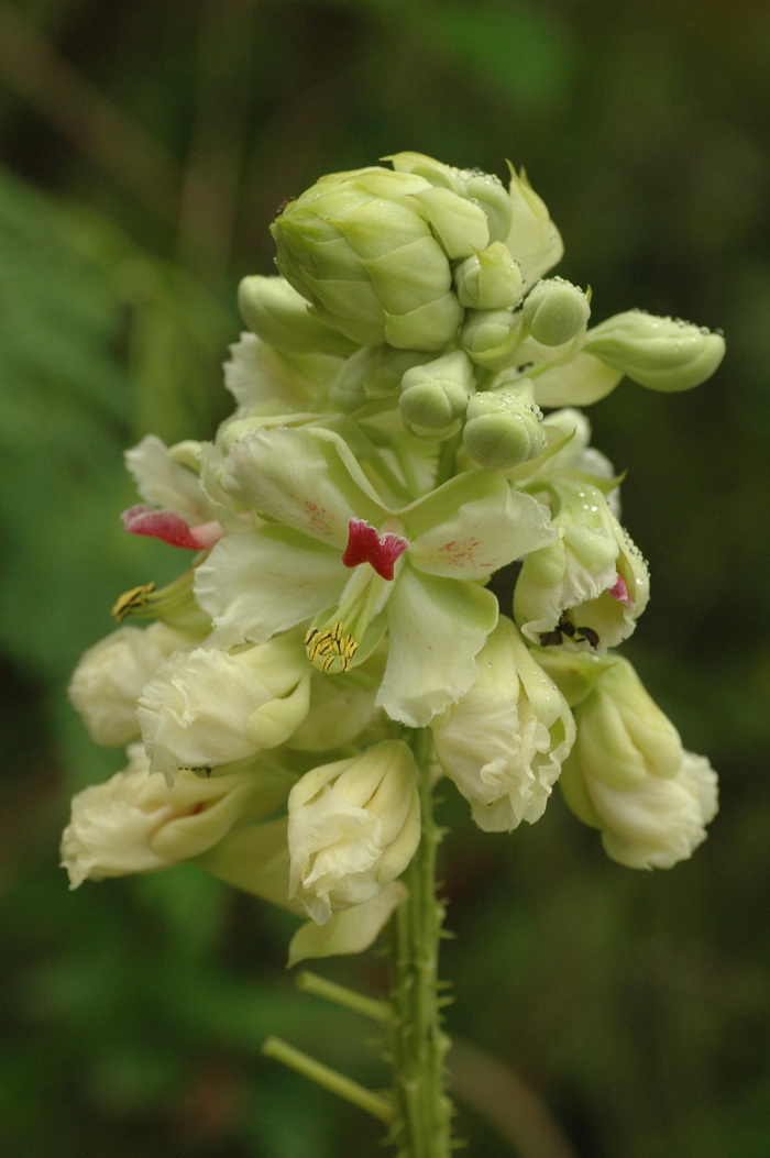 茶花凤仙