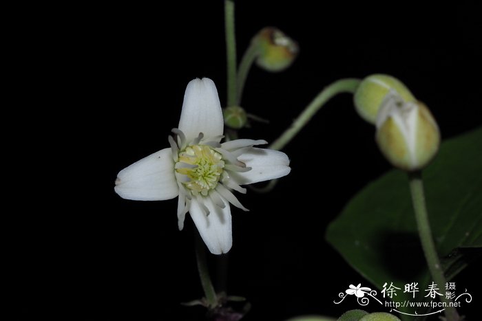 桂花结果