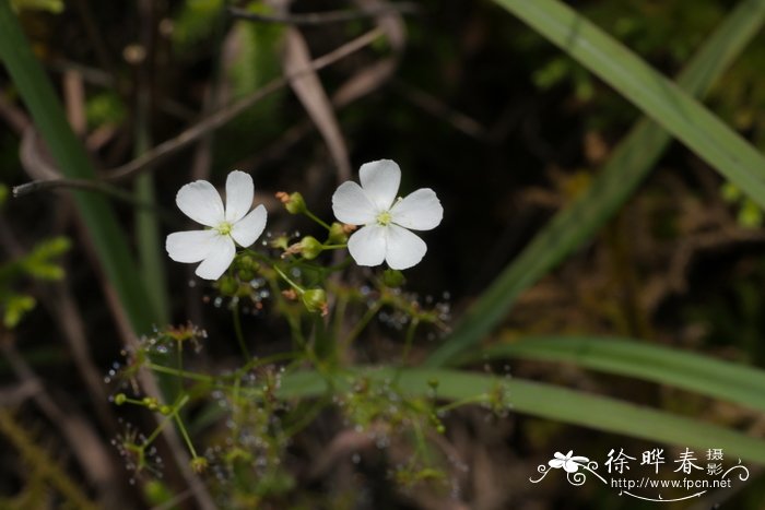 长寿花什么时候开花