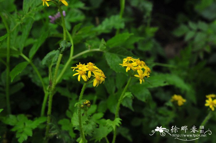 橘子是什么季节的水果