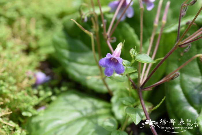 樱花原产地