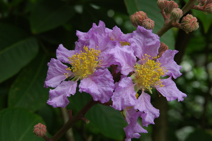 盆栽室内花卉