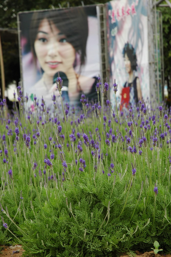 蕉芋