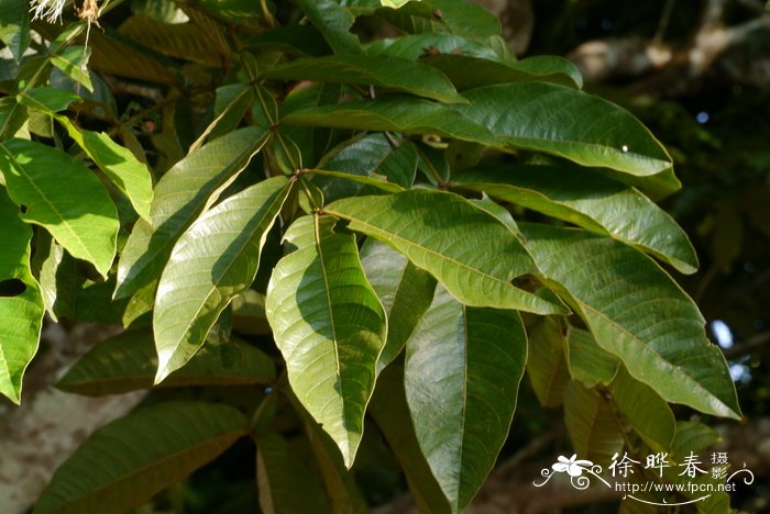 camellia sinensis