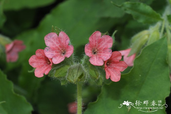 brassica juncea