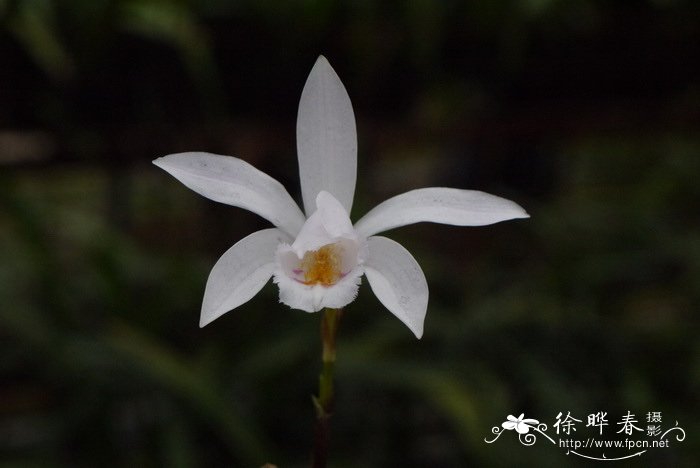 香雪兰的花语和寓意