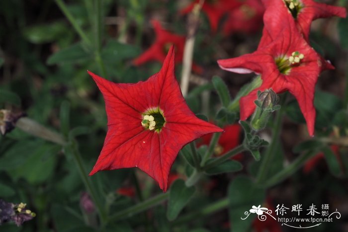 客厅养什么植物风水好