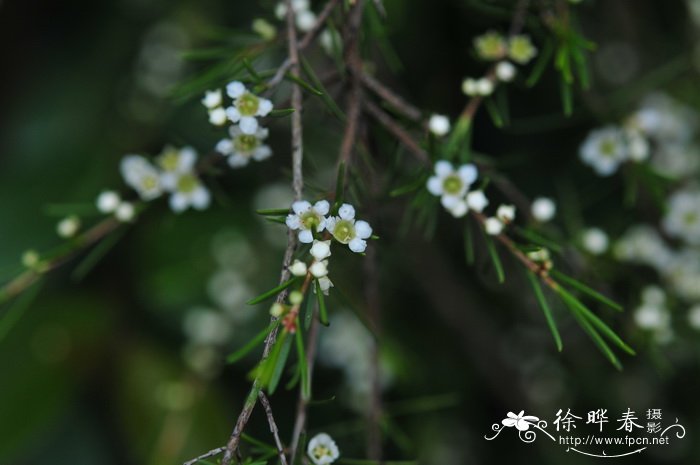 薰衣草的花语