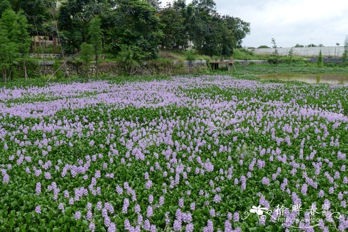 水蜡树