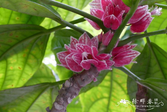 夜来香什么季节开花