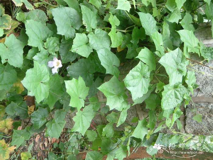 芒果是什么季节的水果