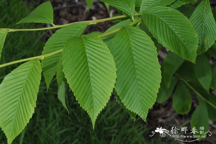 桂花树用什么树嫁接好