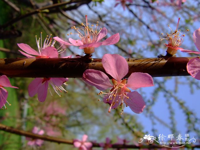 花中西施是哪种花