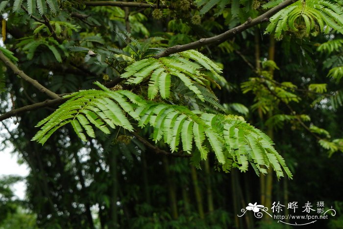 五月开什么花