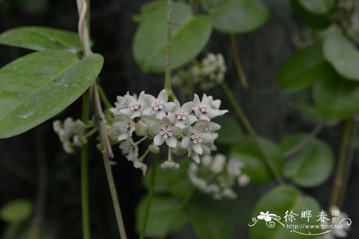 宿根花卉的品种大全108种