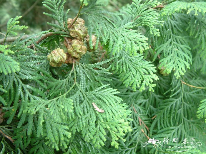 桂味 荔枝