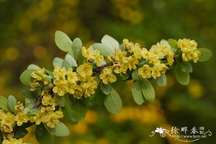 满天星的花语