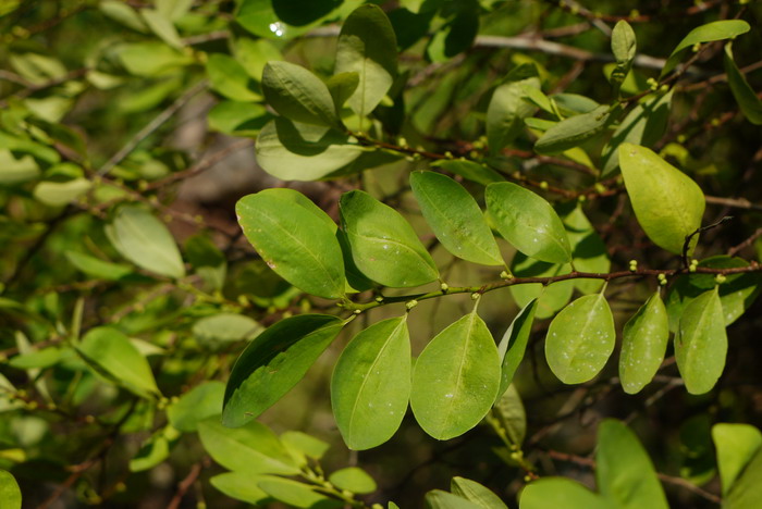 法国香水藤茉莉