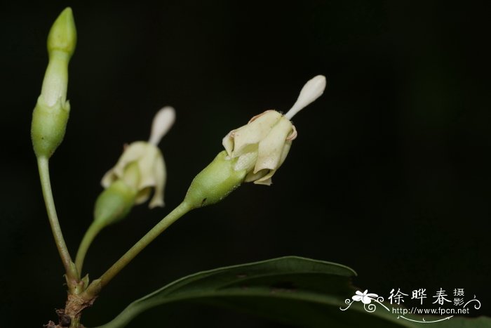 桂花苗