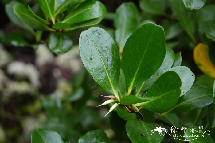 百慕大草基地