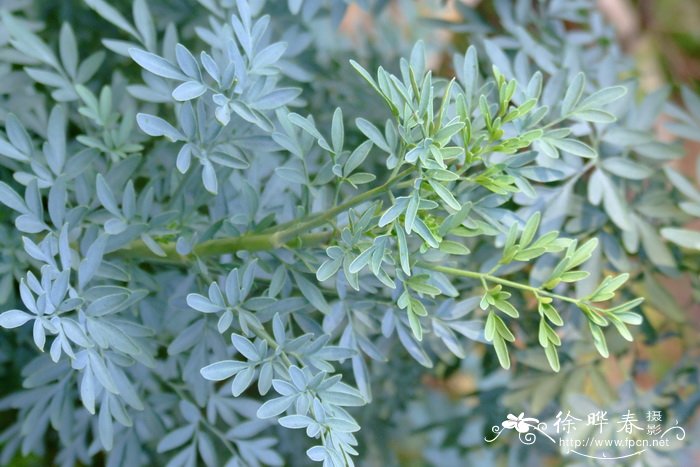 雪里红是什么菜