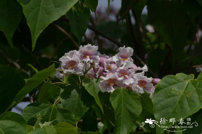 植物园里有什么植物