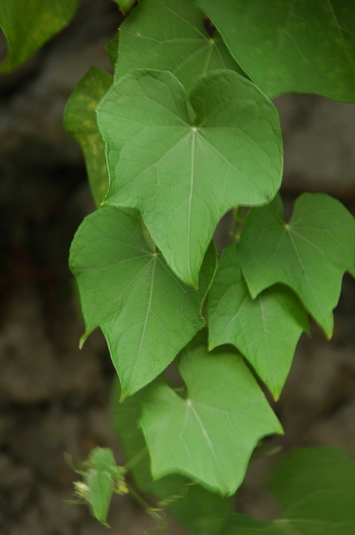 虫害治理