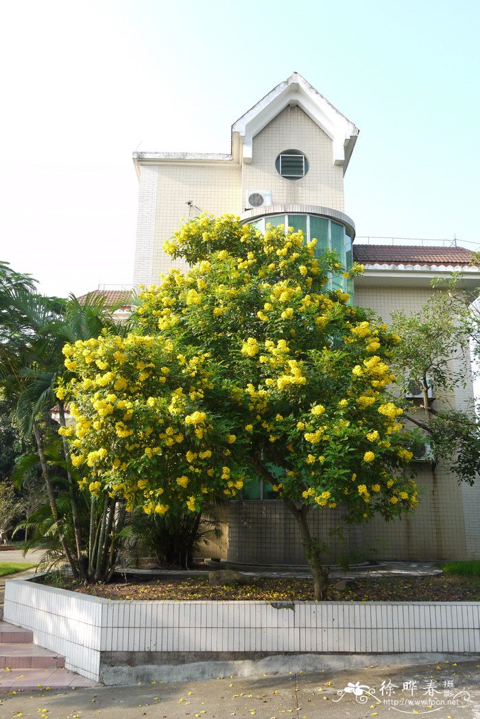 深圳鲜花订购